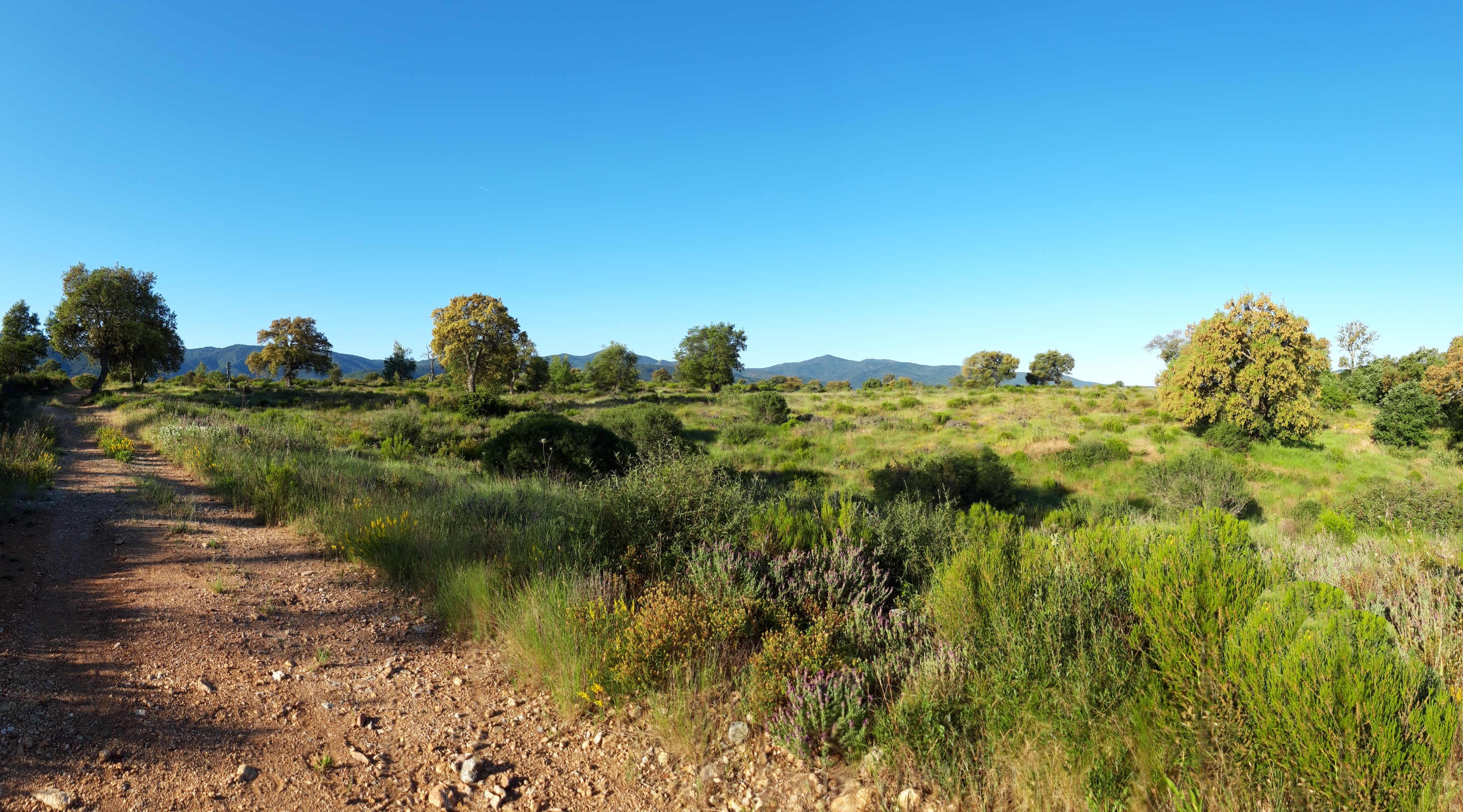 Panaroma sur la végétation de la plaine des Maures