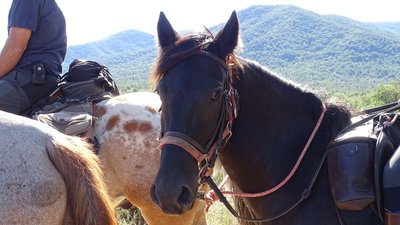 Zoom sur la tête d'un cheval au repos avec la vue en arrière-plan sur la plaine des Maures