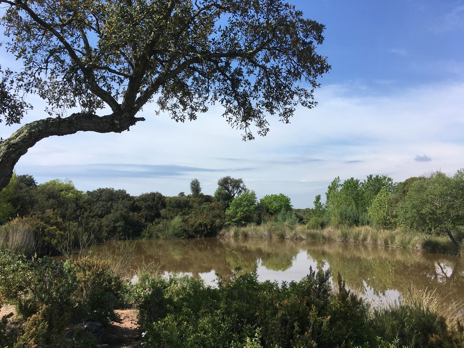 Vue sur l'étang et ses abords arborés