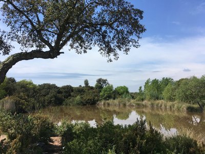 Vue sur l'étang et ses abords arborés