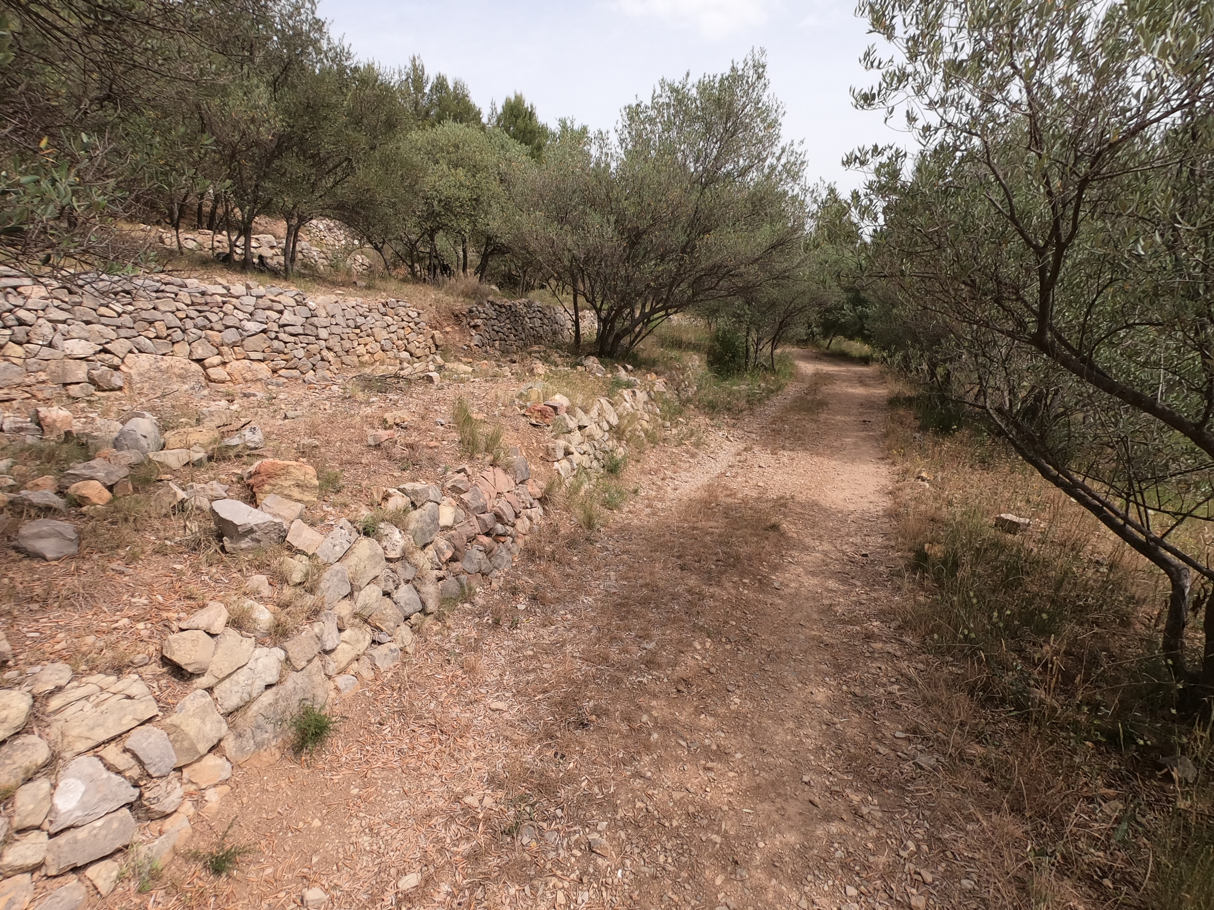 Sentier avec 3 rangées de restanques en pierres avec champs d'oliviers